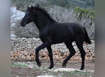 Menorquín, Semental, 2 años, 162 cm, Negro