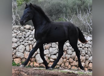 Menorquín, Semental, 2 años, 162 cm, Negro