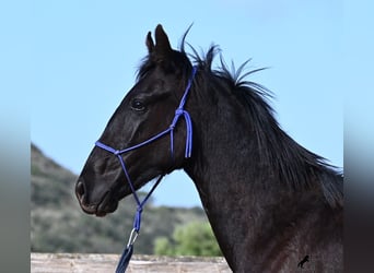Menorquín, Semental, 2 años, 162 cm, Negro