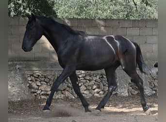 Menorquín, Semental, 2 años, 163 cm, Negro