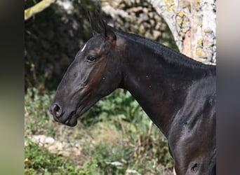 Menorquín, Semental, 2 años, 163 cm, Negro