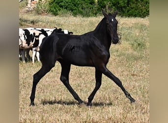 Menorquín, Semental, 2 años, 163 cm, Negro