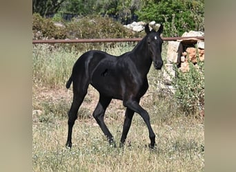 Menorquín, Semental, 2 años, 163 cm, Negro