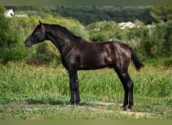 Menorquín, Semental, 2 años, 164 cm, Negro