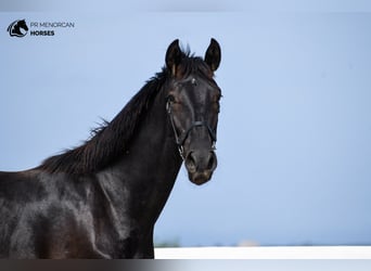 Menorquín, Semental, 2 años, 165 cm, Negro