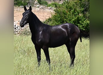 Menorquín, Semental, 2 años, 165 cm, Negro