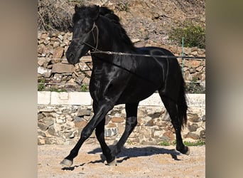 Menorquín, Semental, 3 años, 152 cm, Negro