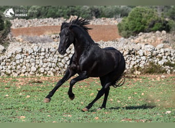 Menorquín, Semental, 3 años, 153 cm, Negro