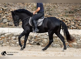 Menorquín, Semental, 3 años, 158 cm, Negro