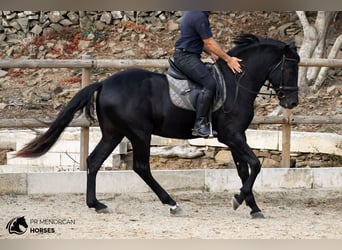 Menorquín, Semental, 3 años, 158 cm, Negro