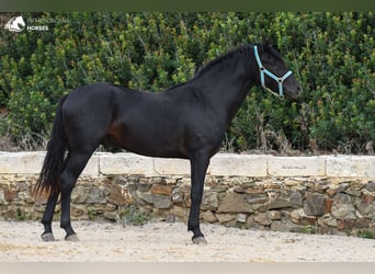 Menorquín, Semental, 3 años, 159 cm, Negro