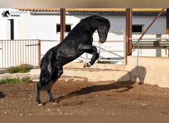 Menorquín, Semental, 3 años, 160 cm, Negro