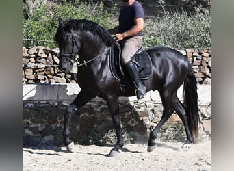 Menorquín, Semental, 3 años, 160 cm, Negro