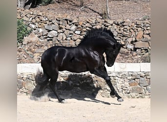 Menorquín, Semental, 3 años, 160 cm, Negro