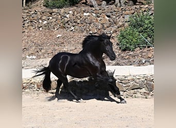 Menorquín, Semental, 3 años, 160 cm, Negro