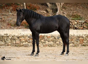 Menorquín, Semental, 3 años, 164 cm, Negro