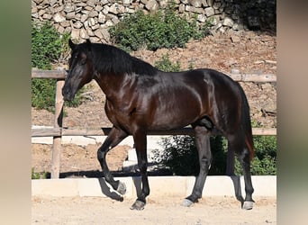 Menorquín, Semental, 3 años, 164 cm, Negro