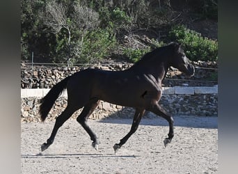 Menorquín, Semental, 3 años, 164 cm, Negro