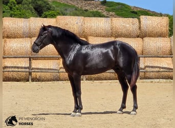 Menorquín, Semental, 3 años, 165 cm, Negro