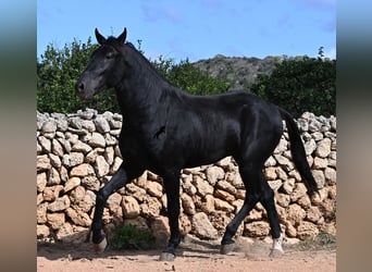 Menorquín, Semental, 3 años, 167 cm, Negro