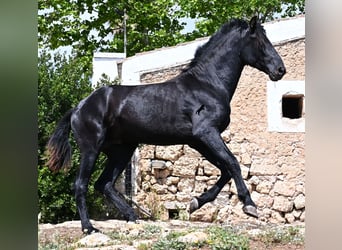 Menorquín, Semental, 3 años, 167 cm, Negro