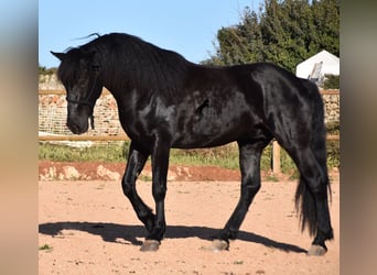 Menorquín, Semental, 4 años, 152 cm, Negro