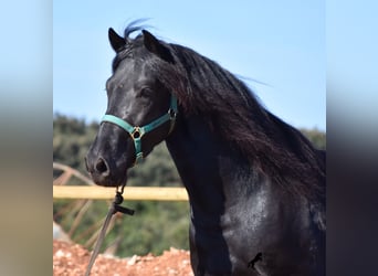 Menorquín, Semental, 4 años, 152 cm, Negro