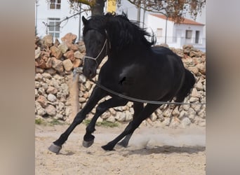 Menorquín, Semental, 4 años, 158 cm, Negro