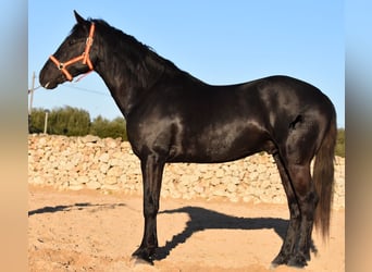 Menorquín, Semental, 4 años, 158 cm, Negro