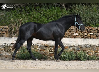 Menorquín, Semental, 4 años, 159 cm, Negro