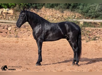 Menorquín, Semental, 4 años, 161 cm, Negro