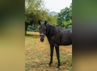 Menorquín, Semental, 4 años, 162 cm, Negro