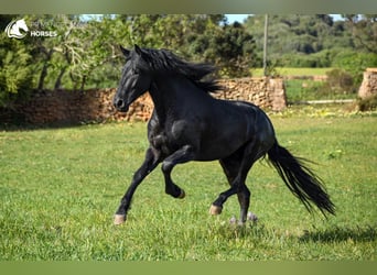 Menorquín, Semental, 4 años, 165 cm, Negro