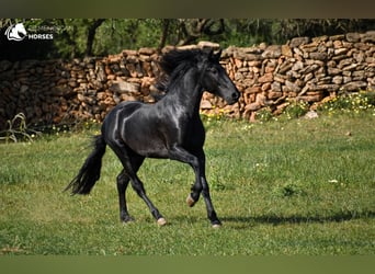 Menorquín, Semental, 4 años, 165 cm, Negro