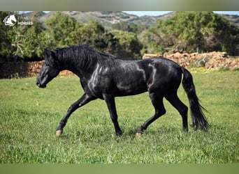 Menorquín, Semental, 4 años, 165 cm, Negro