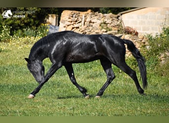 Menorquín, Semental, 4 años, 165 cm, Negro