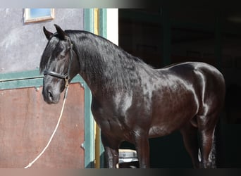 Menorquín, Semental, 5 años, 156 cm, Negro