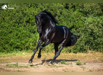 Menorquín, Semental, 5 años, 160 cm, Negro
