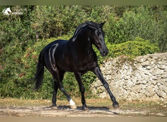 Menorquín, Semental, 5 años, 160 cm, Negro