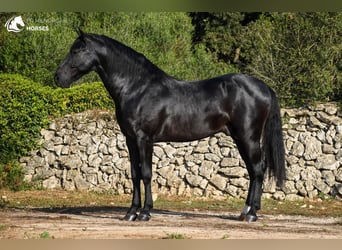 Menorquín, Semental, 5 años, 160 cm, Negro