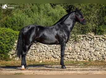 Menorquín, Semental, 5 años, 160 cm, Negro