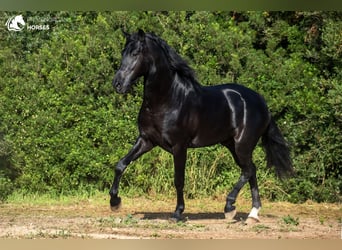 Menorquín, Semental, 5 años, 160 cm, Negro