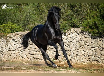 Menorquín, Semental, 5 años, 160 cm, Negro