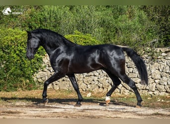 Menorquín, Semental, 5 años, 160 cm, Negro