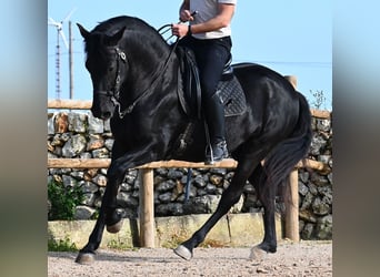 Menorquín, Semental, 5 años, 162 cm
