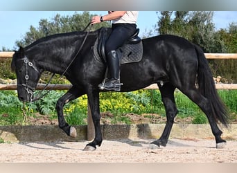 Menorquín, Semental, 5 años, 162 cm