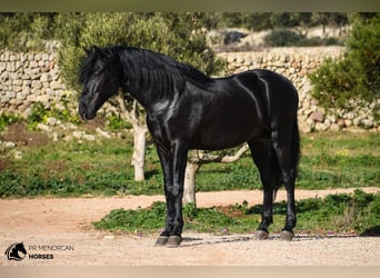 Menorquín, Semental, 5 años, 162 cm, Negro