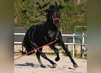 Menorquín, Semental, 5 años, 169 cm, Negro