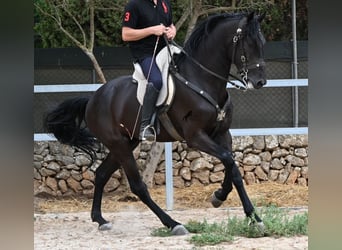 Menorquín, Semental, 5 años, 169 cm, Negro