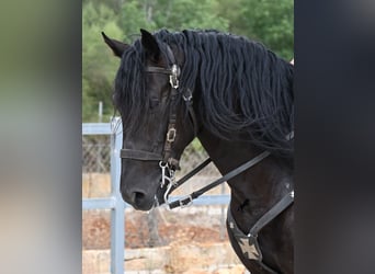 Menorquín, Semental, 5 años, 169 cm, Negro